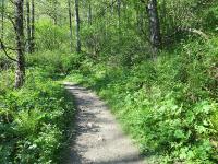 Ahh soak up the green Hike Juneau.jpg 602.2K