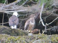 American Bald eagle with baby Ketch AK.jpg 413.1K