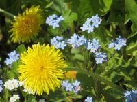 Dandilions and other wildflowers Hoonah.jpg 402.6K