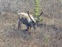 ELK Denali.jpg 455.8K