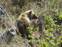 Hoonah Young Grizzly Bear.jpg 574.2K