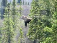 Moose Denali AK 2.jpg 561.7K