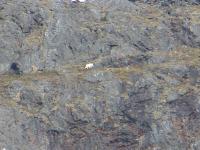 Mountain Goat.jpg 488.7K