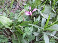 Wildflowers from hike in Juneau AK.jpg 486.0K